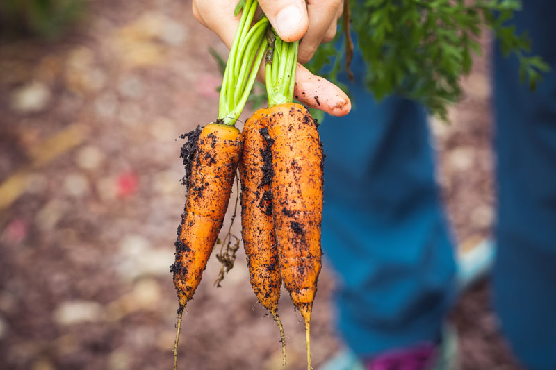 hand holding fresh carrots pulled from the ground